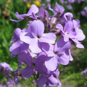 Matthiola Bicornis 'Night Scented' Seeds