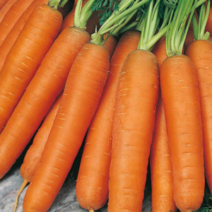 Carrot 'Early Nantes' Seeds Carrots
