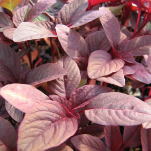 Amaranth 'Red Army' Seeds