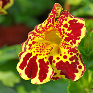 Mimulus Tigrinus 'Tiger Monkey' Mixed Seeds