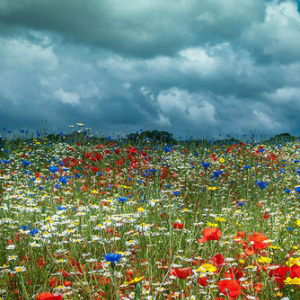Mix 92 70/30 Wildflower Cornfield Meadow