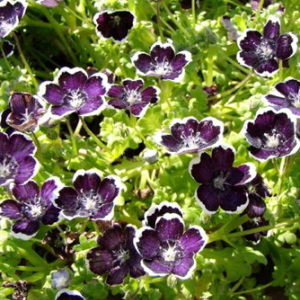 Nemophila Menziesii 'Penny Black' Seeds