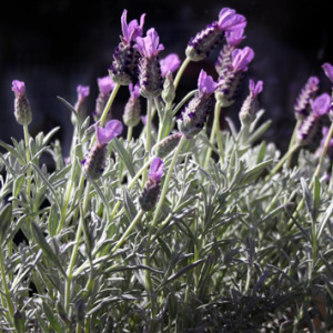 Lavandula Stoechas 'French Lavender' Seeds