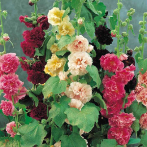 Hollyhocks Alcea Rosea 'Chater's Double' Seeds