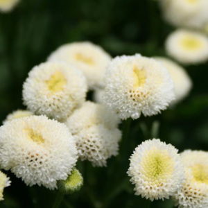 Tanacetum Parthenium 'Snowball' Seeds