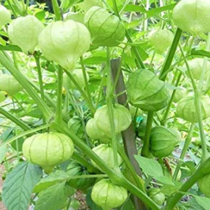 Tomatillo 'Physalis Philadelphica' Seeds
