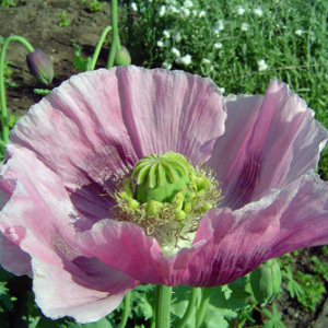 Papaver Somniferum 'Giganteum' Annual Seeds