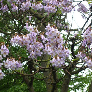 Paulownia Catalpifolia 'Paulownia Tree' Seeds