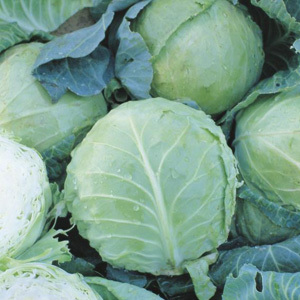Cabbage 'Holland Late Winter' Seeds