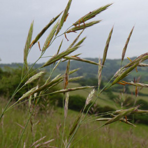 Upright Brome 'Bromopsis Erecta' Seeds