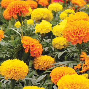 Tagetes Erecta 'Crackerjack' Mixed Seeds
