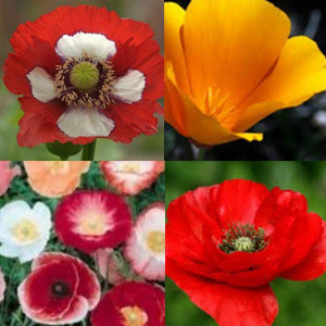 Poppy Premium 4 Species Mix