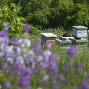Mix 76 Pure Wildflower Beekeeper Mix