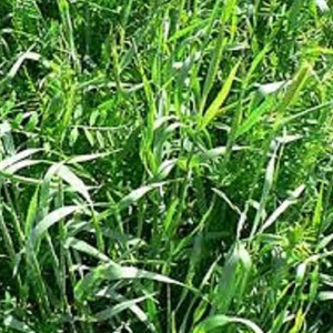 Rye & Vetch Green Manure Seeds Fertiliser