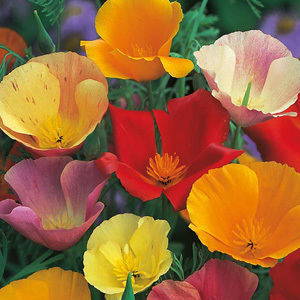 Californian Poppy 'Single Mixed' Annual Seeds