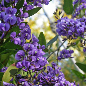 Native Wisteria Hardenbergia Comptoniana Climber Seeds