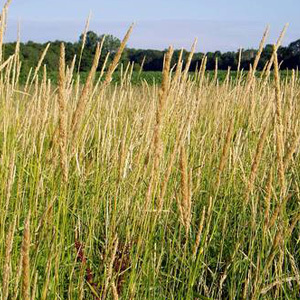 Reed Canary Grass Seeds