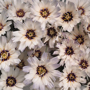 Catananche Caerulea 'Amor White' Seeds