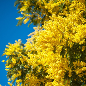 Acacia Dealbata 'Silver Wattle' Seeds