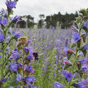 Echium Vulgare Vipers Bugloss Viper Perennial Seeds