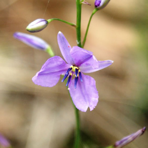 Arthropodium Strictum Seeds