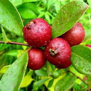 Psidium Cattleianum 'Strawberry Guava' Seeds