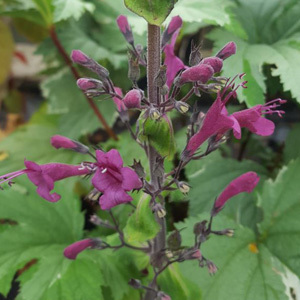 Lepechinia Salviae 'Chilean Pitcher Sage' Seeds