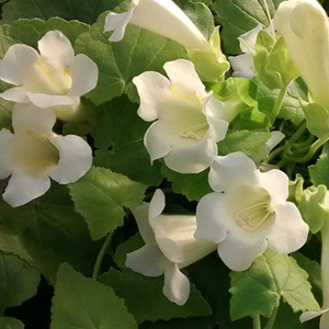 Maurandya 'Bridal Bouquet' Seeds