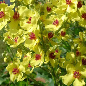 Verbascum Chaixii 'Nettle Leaved Mullein' Seeds