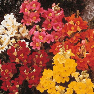 Antirrhinum 'Dwarf Bedding Mixed' Seeds
