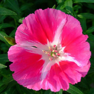 Godetia Grandiflora Clarkia 'Tall Double Mix' Seeds