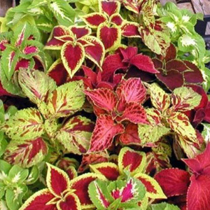 Coleus Blumei 'Improved Rainbow Mix' Seeds