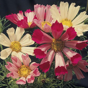 Cosmos Bipinnatus 'Sea Shells' Mix Seeds