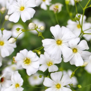 Gypsophila Elegans 'Covent Garden' Seeds