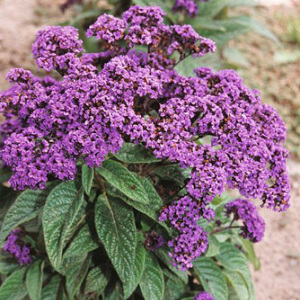 Heliotrope 'Marine' Seeds