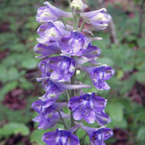 Tall Larkspur Perennial Seeds