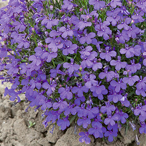 Lobelia Erinus Compacta 'Crystal Palace' Seeds