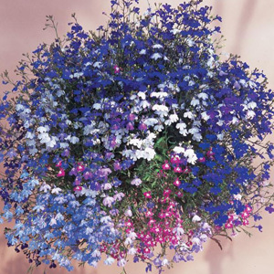 Lobelia Erinus Pendula 'Sapphire' Seeds
