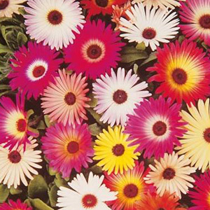 Mesembryanthemum 'Harlequin' Seeds Livingstone Daisy