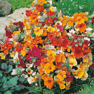 Nemesia Strumosa 'Carnival' Mixed Seeds