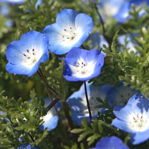 Nemophila Menziesii 'Baby Blue Eyes' Seeds