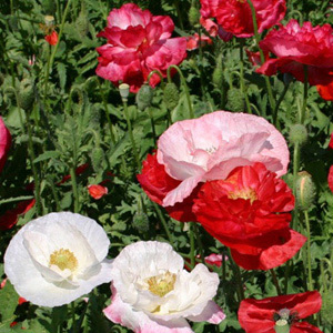 Papaver Rhoeas 'Shirley Poppy Double Mixed' Seeds