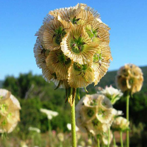 Drumstick Scabious Scabiosa Stellata Perennial Seeds