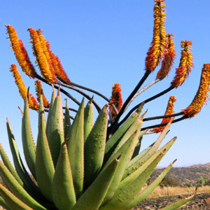 Aloe Spectabilis Seeds
