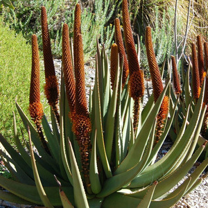 Aloe Castanea Seeds