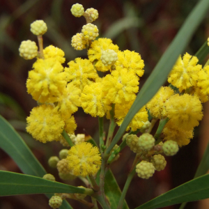 Acacia Retinodes 'Swamp Wattle' Seeds