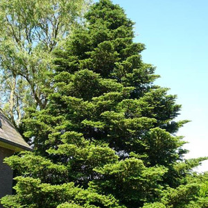 Abies Koreana 'Korean Fir' Tree Seeds