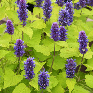 Agastache Foeniculum 'Golden Jubilee' Seeds