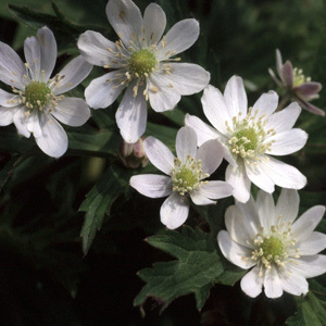 Anemone Barbulata 'Chinese Windflower' Seeds