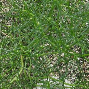 Okahijiki 'Seaweed On Land' Seeds